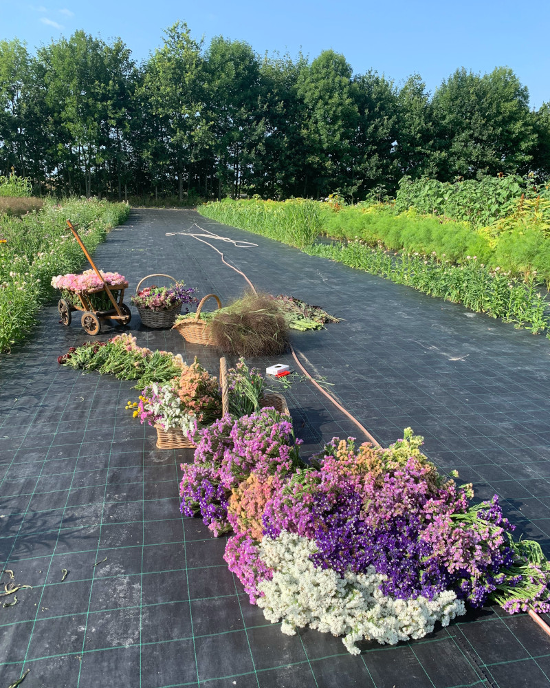 Høstede blomster på mark