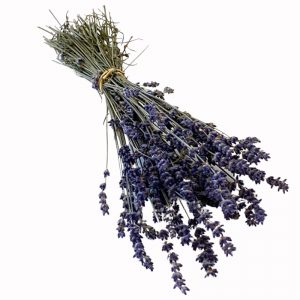 Lavendel