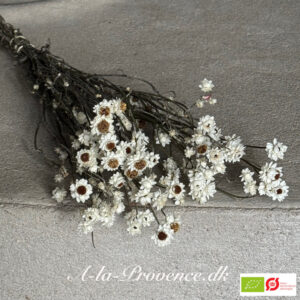 Økologisk Papirknop