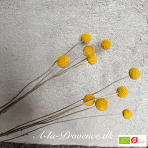 Økologisk Trommestik